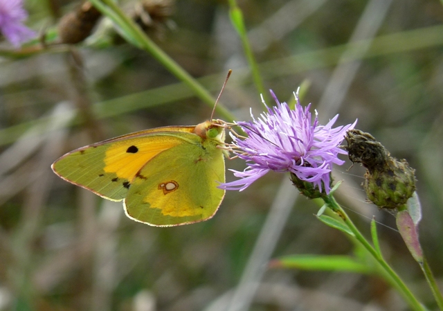 colias australis